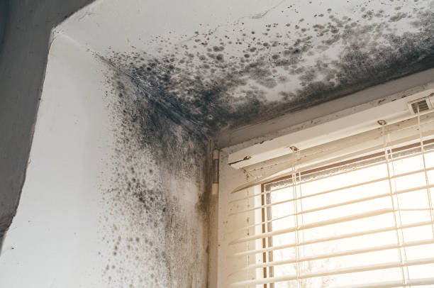 Affordable Bathroom Mold Removal solutions in Linden, NJ
